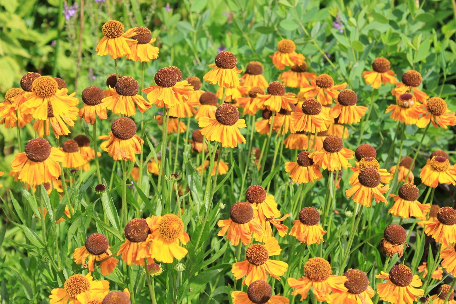 Helenium_gelb_Staudenbeet